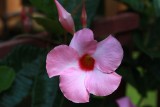 Pink Flower MacroMay 30, 2013