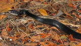 Southern Black Racer 2014-12-10