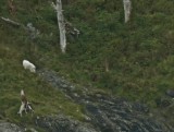See the large white Mt. Goat at upper left...see next photo....