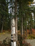 Trees in love...twined together...0545.jpg