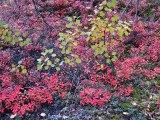 Image00612.jpg
