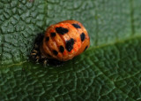All Macro -=*Bugs*=-