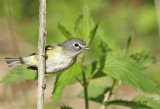 Blue-headed Vireo