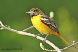 Baltimore Oriole