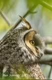 Long-eared Owl
