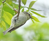 Golden-crowned Kinglet