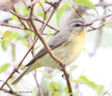 Philadelphia Vireo