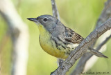 Kirtland's Warbler1st year male