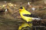 American Goldfinch