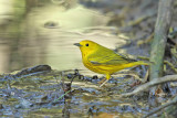 Yellow Warbler