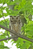 Eastern Screech Owl