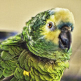 Romey