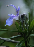 flora_macro