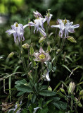 flora