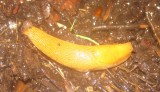 Arion vulgaris (likely)