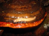 Philomycus genus - view 2