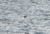 Bufflehead x Common Goldeneye hybrid