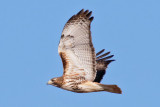 Red-tailed Hawk