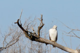 Red-tailed Hawk