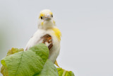 Leucistic Dickcissel