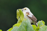 Leucistic Dickcissel