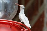 Ruby-throated Hummingbird