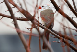Northern Cardinal