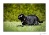 chats