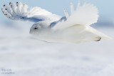 Harfang des neiges mâle tout blanc - en vol #8295.jpg