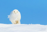 Harfang des neiges mâle tout blanc #8342.jpg