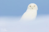 Harfang des neiges mâle #0346.jpg