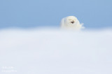 Harfang des neiges mâle #0303.jpg