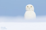 Harfang des neiges mâle #0328.jpg