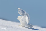 Harfang des neiges mâle #1171.jpg