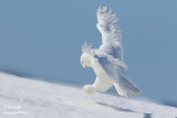 Harfang des neiges mâle #1170.jpg