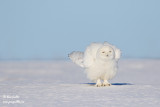 Harfang des neiges mâle #1528.jpg