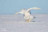 Harfang des neiges mâle #1493.jpg