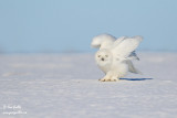 Harfang des neiges mâle #1472.jpg