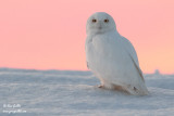 Harfang des neiges mâle #9747 - 3.jpg