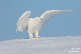 Harfang des neiges mâle #1347.jpg