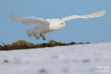 Harfang des neiges mâle #1332.jpg
