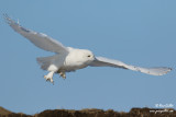 Harfang des neiges mâle #1327.jpg