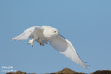Harfang des neiges mâle #1325.jpg
