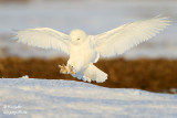 Harfang des neiges mâle #9191.jpg