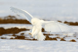 Harfang des neiges mâle #9512.jpg