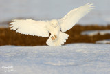 Harfang des neiges mâle #9060.jpg