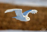 Harfang des neiges mâle #8885.jpg