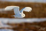 Harfang des neiges mâle #8877.jpg