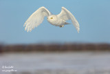 Harfang des neiges mâle #8711.jpg