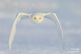Harfang des neiges mâle #8810.jpg